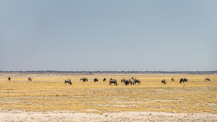 Obraz premium Herd of wildebeest antelopes or gnus in the plain in Etosha National Park, Namibia, Africa