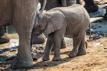 Fototapeta premium Close up portrait of a baby elephant calf drinking at Halali waterhole in Etosha National Park, wildlife safari and game drive in Namibia, Africa