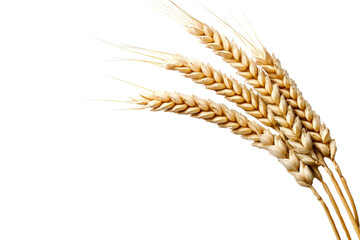 A single stem of wheat with golden grains, isolated on a transparent background, PNG file.