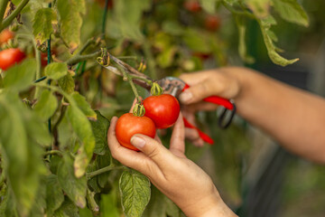 Farmer harvesting organic tomatoes