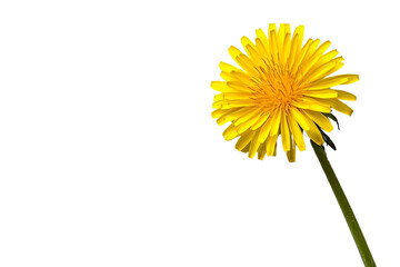 A single wild dandelion with its yellow bloom, isolated on a transparent background, PNG file.