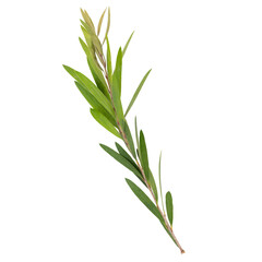 PNG acacia floribunda leaf, collage element design