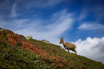 Alpine ibex on the slopes of Chamonix in summer