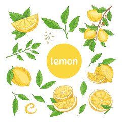 Vector hand drawn lemon set. Whole lemon, sliced pieces, half, leaf, branch, seed and lettering sketch. Tropical  fruit engraved style illustration. Detailed citrus ink drawing.