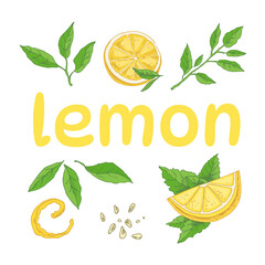 Vector hand drawn lemon set. Sliced pieces, half, leaf, peel, seed and branch sketch. Lemon Lettering. Tropical  fruit engraved style illustration. Detailed citrus ink drawing.