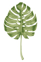 Vectorize monstera leaf design element
