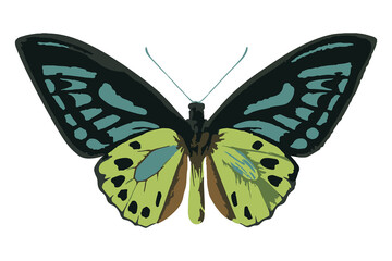 Vectorized butterfly sticker overlay with a white border design element