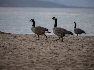 A family of geese relaxing by the lake shore, enjoying the calm waters and peaceful surroundings