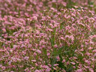 Fototapeta premium Beautiful spring garden. The green lawn emphasizes the blooming flowers in the garden. A diverse spectrum of colorful flowers, panoramic views of natural beauty