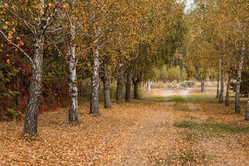 Beautiful autumn landscape. Russian nature and culture. Background of birch trees, wood texture. Birch with falling leaves in late autumn.