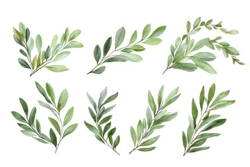 Set of green olive branches for awards, isolated on white background