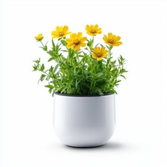 Bright Yellow Coreopsis Flowers in White Pot