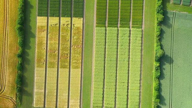 Aerial view of agricultural test fields with wheat, rye, and corn plots, showing different varieties and hybrids grown for research. Agricultural testing field devided in plots for field trials. 