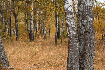 Fototapeta premium Beautiful autumn landscape. Russian nature and culture. Background of birch trees, wood texture. Birch with falling leaves in late autumn.