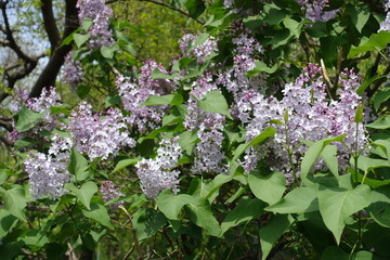 Mass of pale violet flowers of Syringa vulgaris in mid May