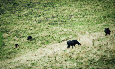 horses in summer in moutains valley on France Pyrénées 