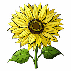 Fototapeta premium Sunflower isolated, vector.