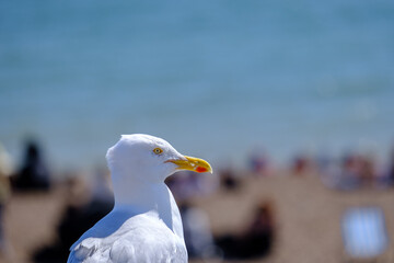 Close up of a seagull against the sea and beach in Brighton, UK