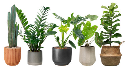 Fototapeta premium Houseplants png sticker, home decor on transparent background