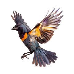 Fototapeta premium bird in flight isolated on white background