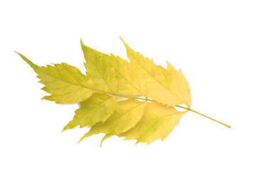 Colorful autumn leaf isolated on white background.