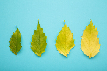 Autumn green and yellow leaf on blue background. Top view