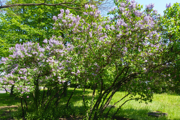 Bushes of light mauve Syringa vulgaris in full bloom in mid May