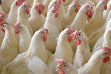 Closeup portrait of White hen at poultry farm, Layer farm, Group of healthy white chicken in poultry farm closeup, hen face closeup in farm, poultry, layer hens for eggs, poultry and livestock Chicken