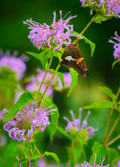 Silver-spotted skipper butterfly getting nectar from a beebalm flower