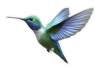 Obraz premium Hummingbird in flight with outstretched wings and a black background. Closeup view of vibrant green, blue, and white feathers