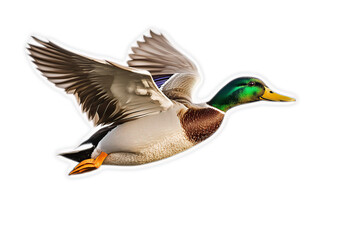 Obraz premium Mallard duck in flight isolated on black background