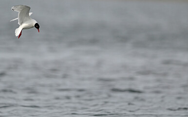 Schwarzkopfmöwe // Mediterranean gull (Ichthyaetus melanocephalus) - Pomorie, Bulgarien