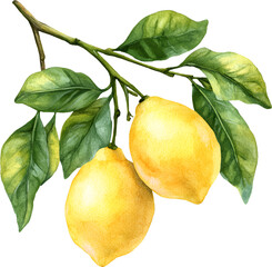 Lemon on a branch Watercolor Clipart