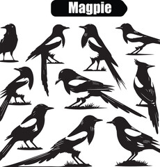 Magpie Bird Silhouette Vector Art: Black and White Graphic Illustration of Eurasian Magpies in Various Poses for Design and Print Projects