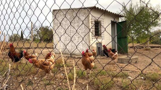 Gallinas y gallos en gallinero rustico