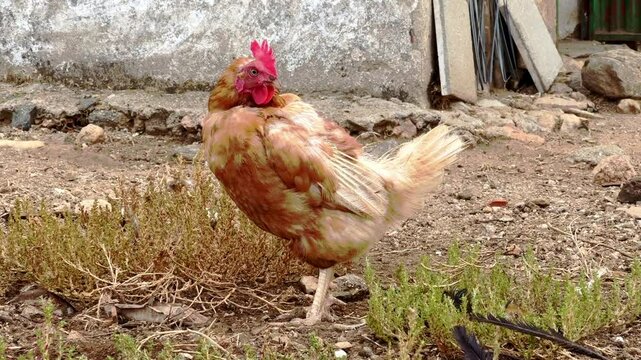 Plano corto de un gallinero en una granja con una gallina en primer plano y un gallo que aparece en escena