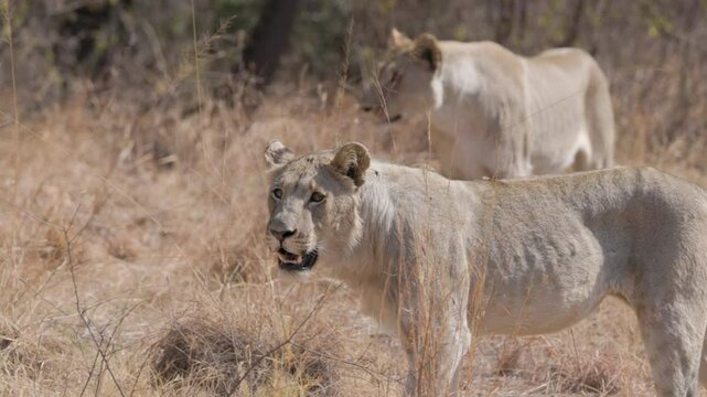 a slow motion close up tracking clip of two lioness approaching at pilanesberg national park in south africa