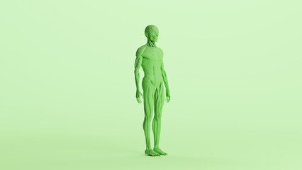 Green musculature anatomy model muscles study mannequin monochrome pale mint green  background front right quarter view 3d illustration render digital rendering	
