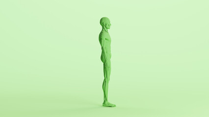 Green musculature anatomy model muscles study mannequin monochrome pale mint green  background right view 3d illustration render digital rendering	