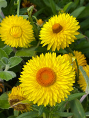 yellow flowers in the garden close-up