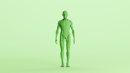 Green musculature anatomy model muscles study mannequin monochrome pale mint green  background front view 3d illustration render digital rendering	
