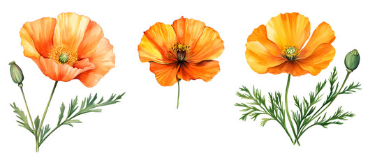 Set California Poppy flowers watercolor clipart isolated