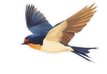 Blue and Brown Swallow Bird in Flight, Isolated on Black Background