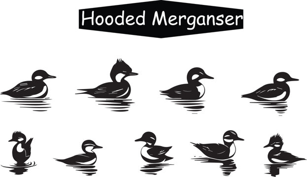 Hooded Merganser Duck Vector Illustration: Black and White Line Art Graphic of Aquatic Birds Swimming in Water, Wildlife Animal Icon Set Design