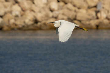 A Little Egret at Flight over the Mediterranean