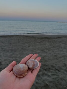 Muscheln vor Meereshintergrund