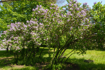 Shrubs of mauve Syringa vulgaris in full bloom in mid May