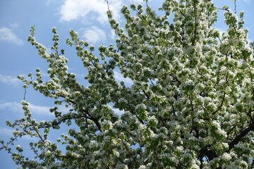 Abundance of white flowers of pear tree against blue sky in May