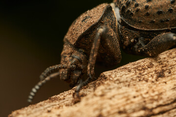Details of a brown beetle on a brown branch