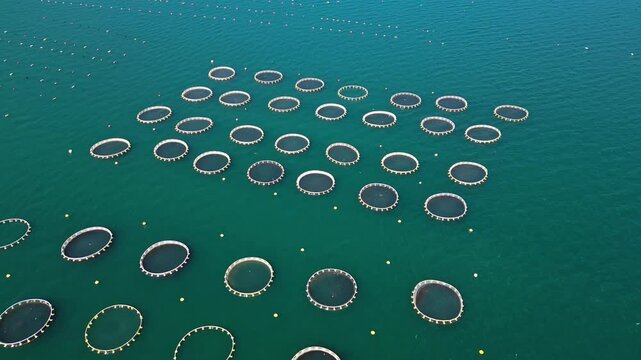 Aerial view of a marine mussel farm